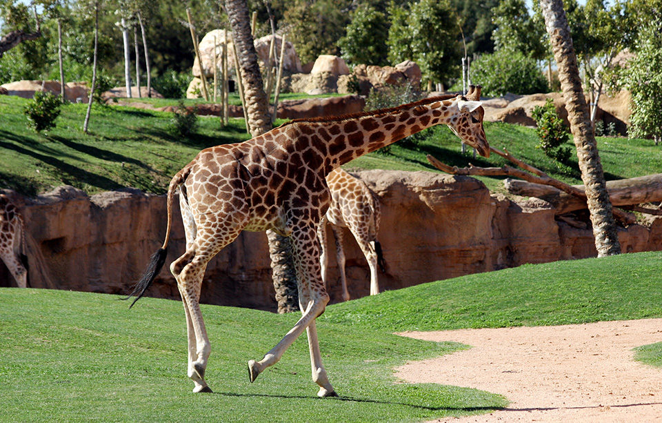 Bioparc in Valencia | Complete photo gallery