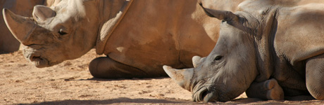 Zoo Bioparc de Valence