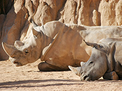 Bioparc Zoo