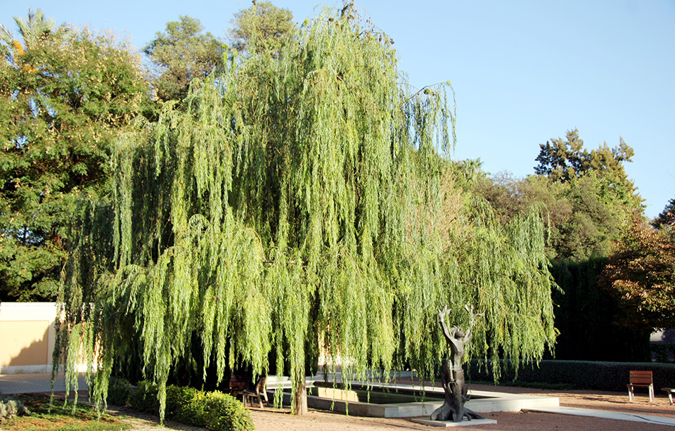 Jardin des Hespérides