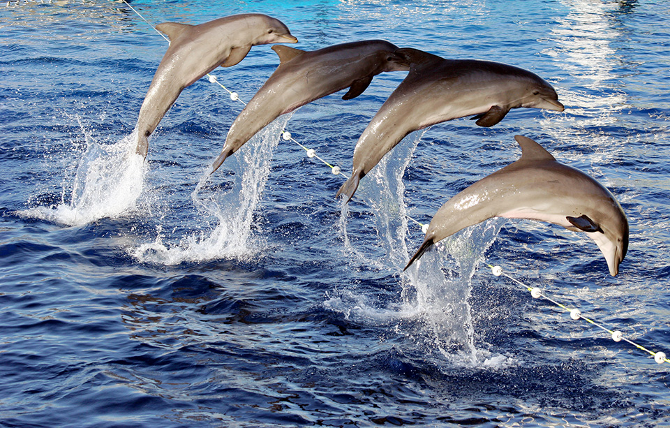 Foto dello Spettacolo dell'Oceanografic